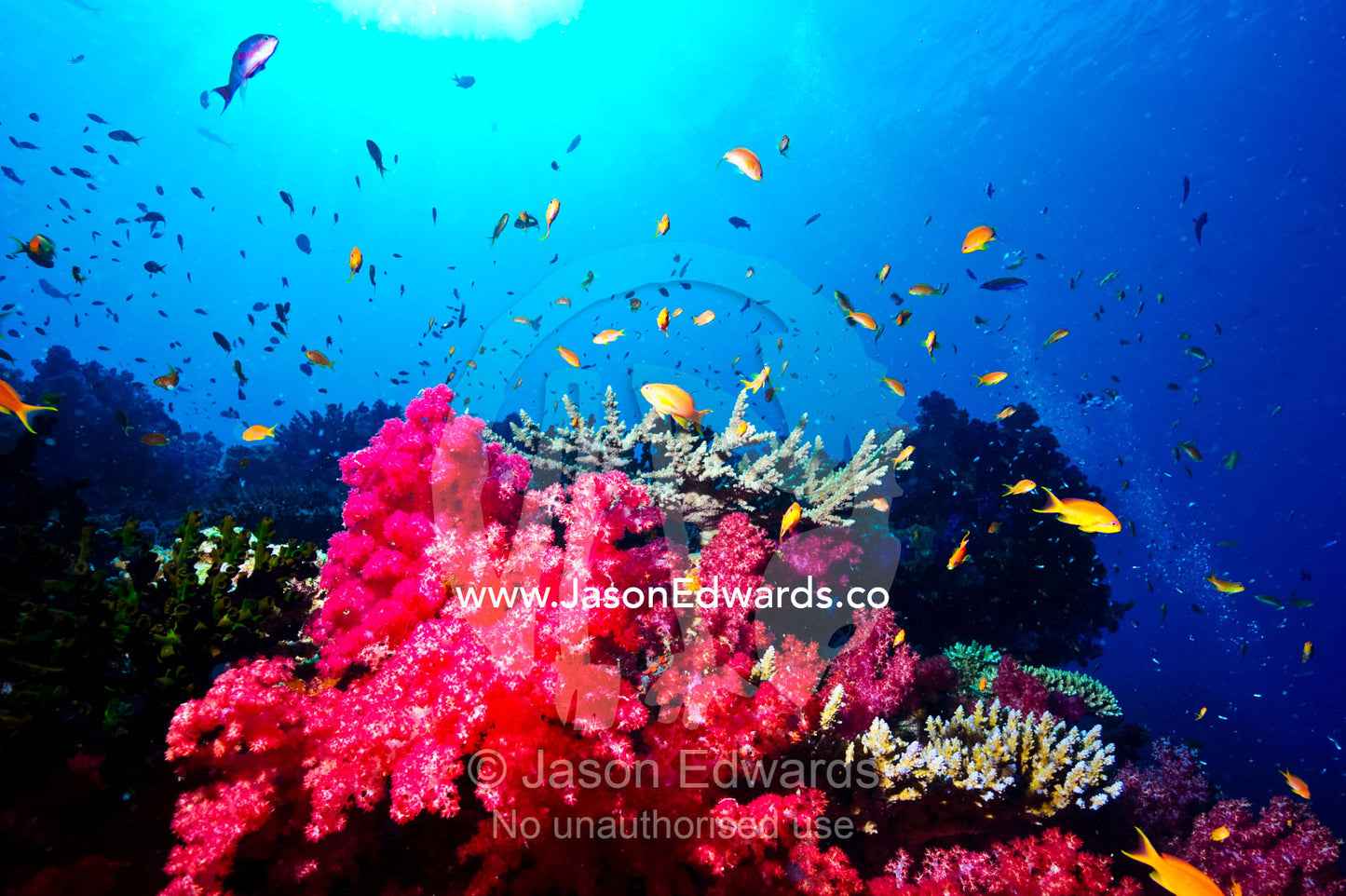 A branching pink Carnation Coral swarming with colorful reef fish. Great White Wall, Rainbow Reef, Taveuni Island, Somosomo Strait, Pacific Ocean, Fiji Islands.