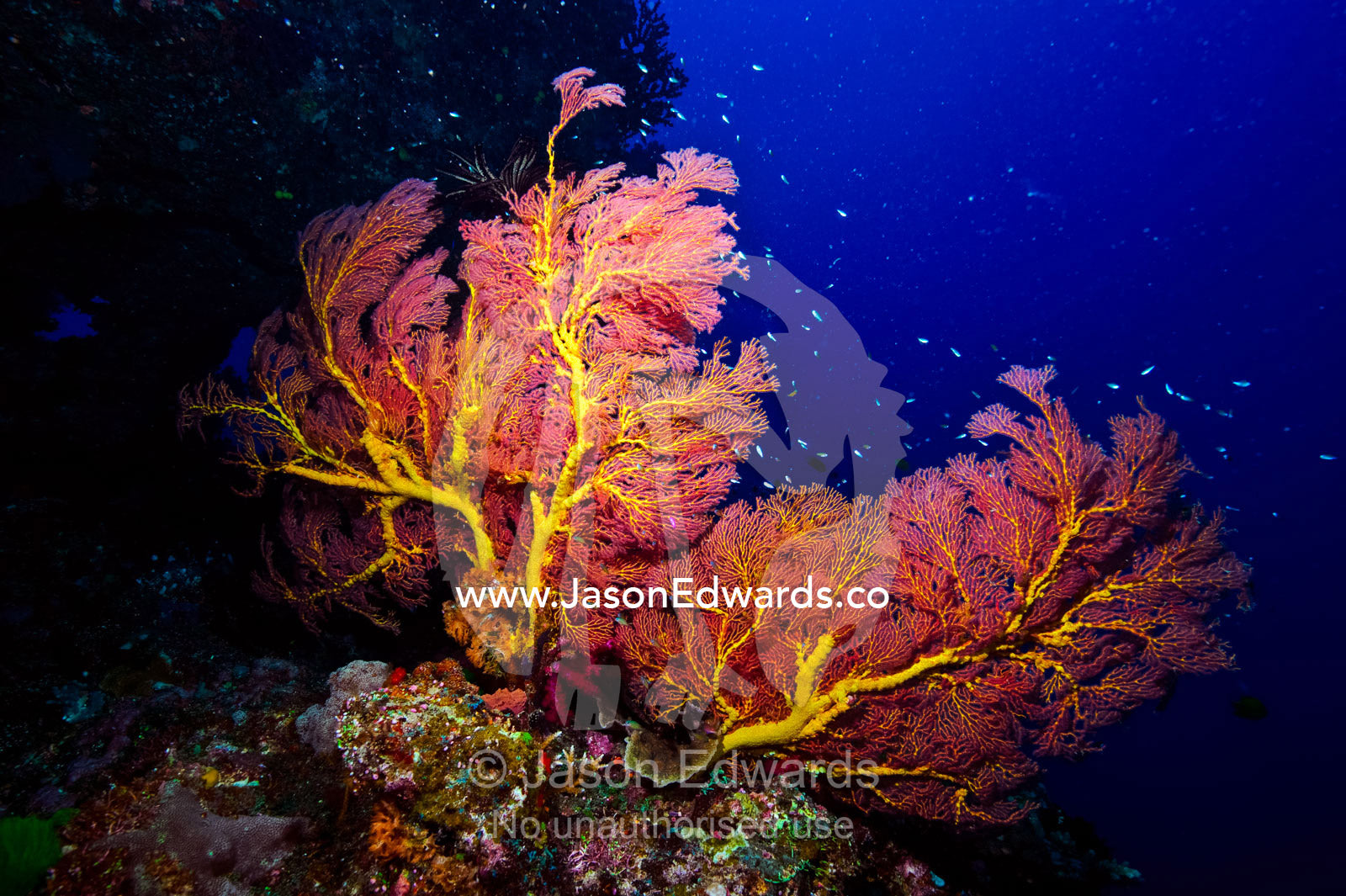 A delicate Gorgonian Sea Fan feeding in the current on a coral reef. Great White Wall, Rainbow Reef, Somosomo Strait, Taveuni Island, Pacific Ocean, Fiji Islands.