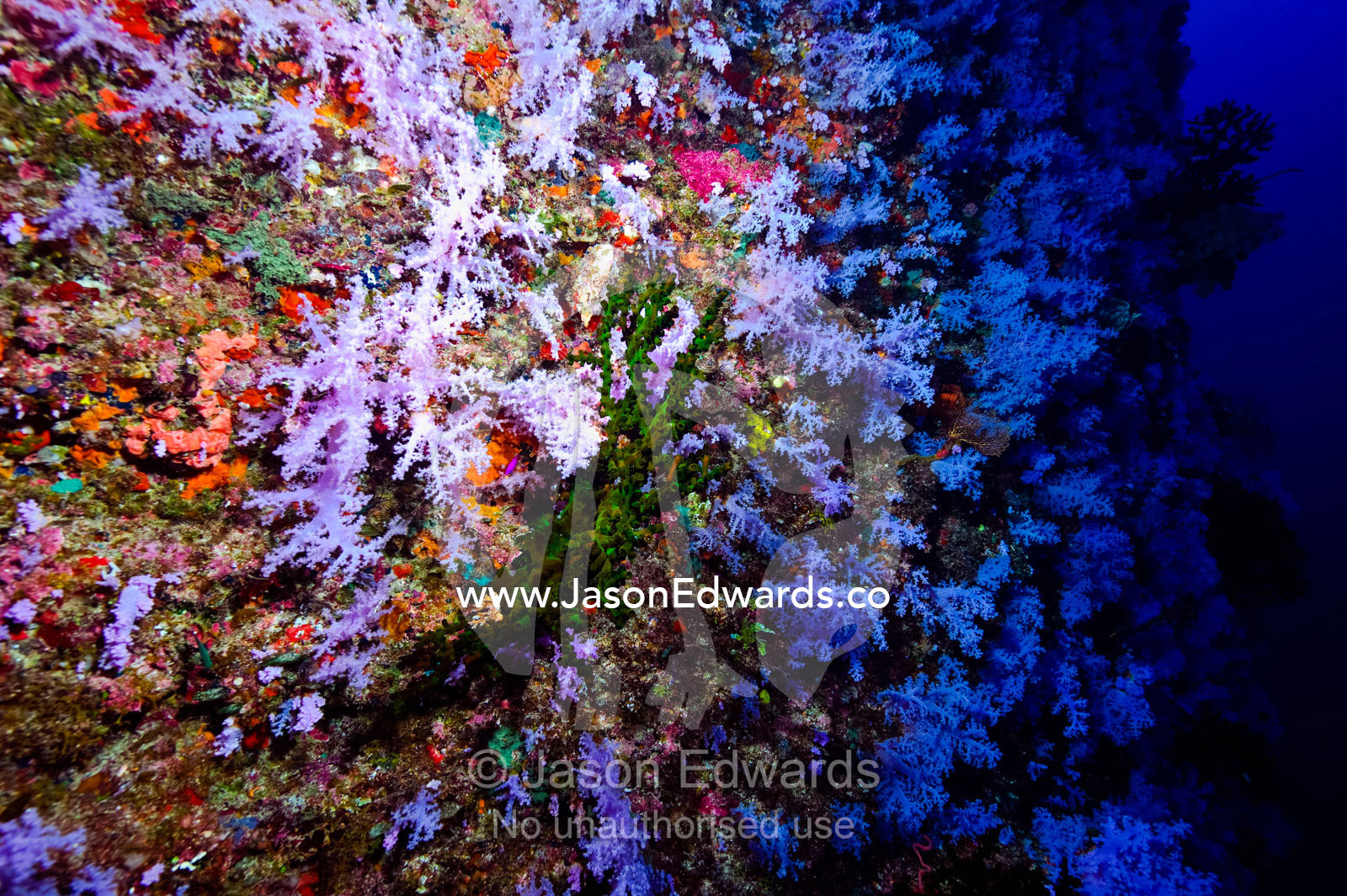 A colony of Dendronephya soft corals on a reef feeding in the current. Great White Wall, Rainbow Reef, Taveuni Island, Somosomo Strait, Pacific Ocean, Fiji Islands.