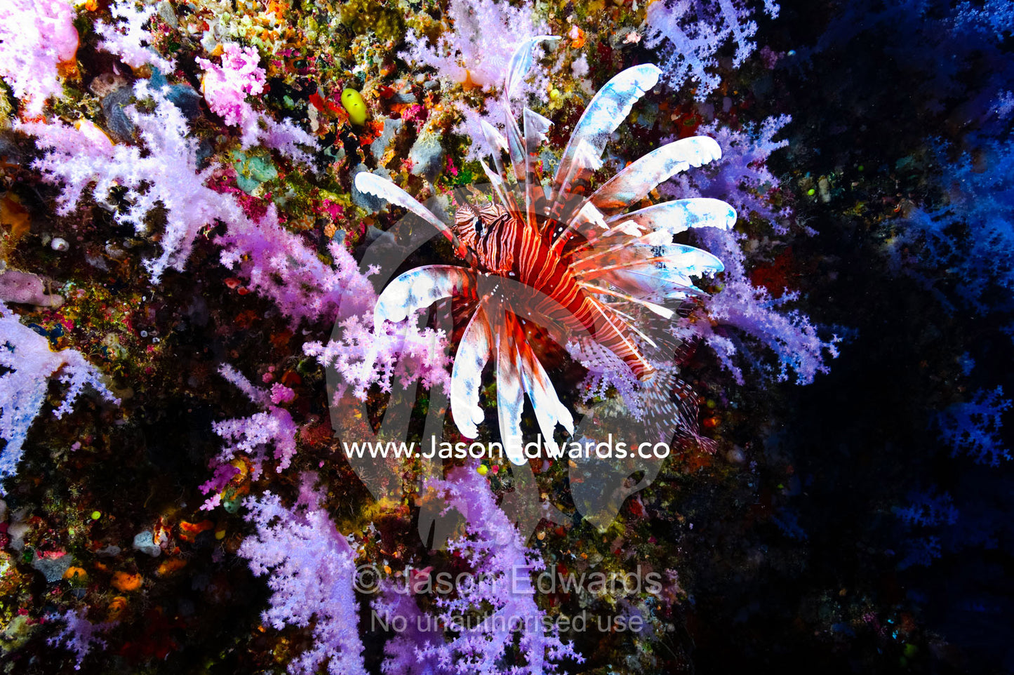 A Lionfish with venomous spines swimming vertically up a coral wall. Great White Wall, Rainbow Reef, Taveuni Island, Somosomo Strait, Pacific Ocean, Fiji Islands.