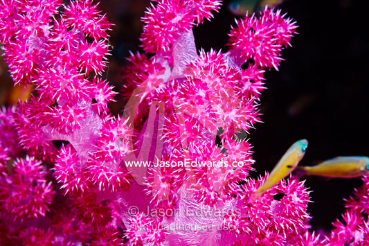 A bright pink colony of Carnation Coral harbors small fish. Home Reef, Taveuni Island, Somosomo Strait, Pacific Ocean, Fiji Islands.
