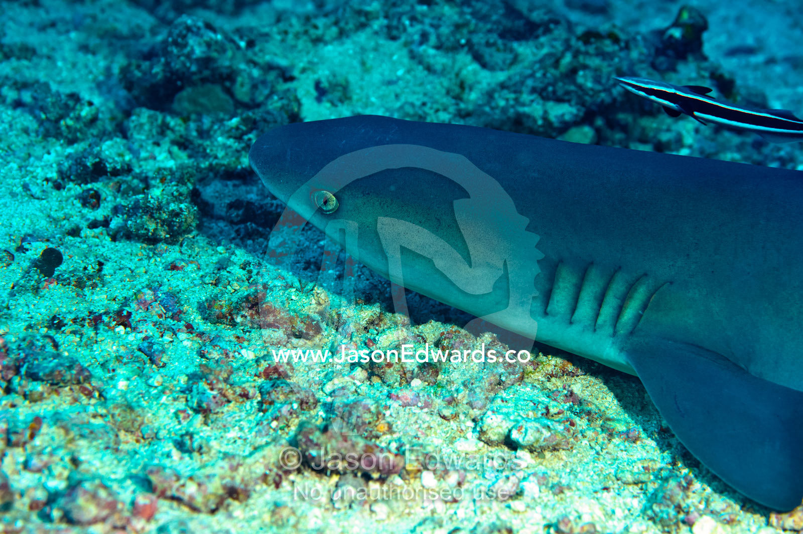 A Whitetip Reef Shark rests on the ocean floor between coral reefs. Rainbows End, Rainbow Reef, Taveuni Island, Somosomo Strait, Pacific Ocean, Fiji Islands.
