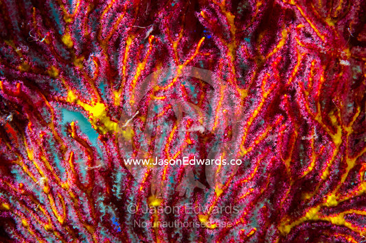 Tiny soft coral polyps on a Gorgonian Fan feeding on a coral reef. Rainbows End, Rainbow Reef, Taveuni Island, Somosomo Strait, Pacific Ocean, Fiji Islands.