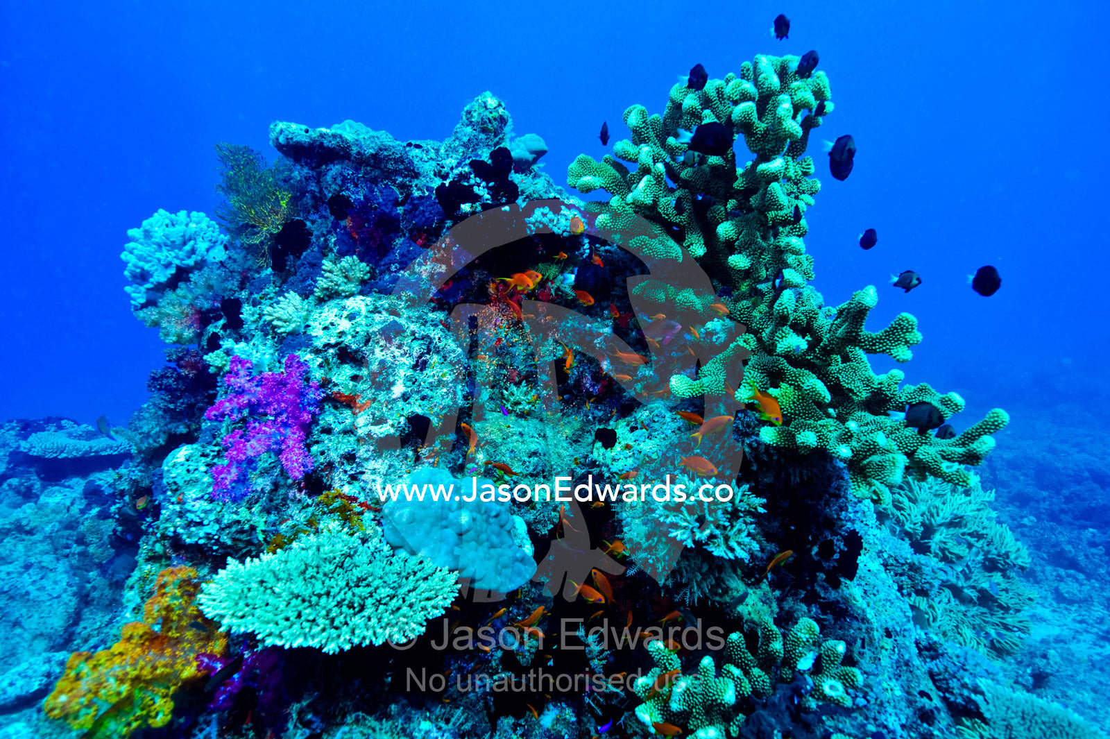 A coral bommie encrusted with plate and staghorn corals and reef fish. Rabi Island, Somosomo Strait, Pacific Ocean, Fiji Islands.