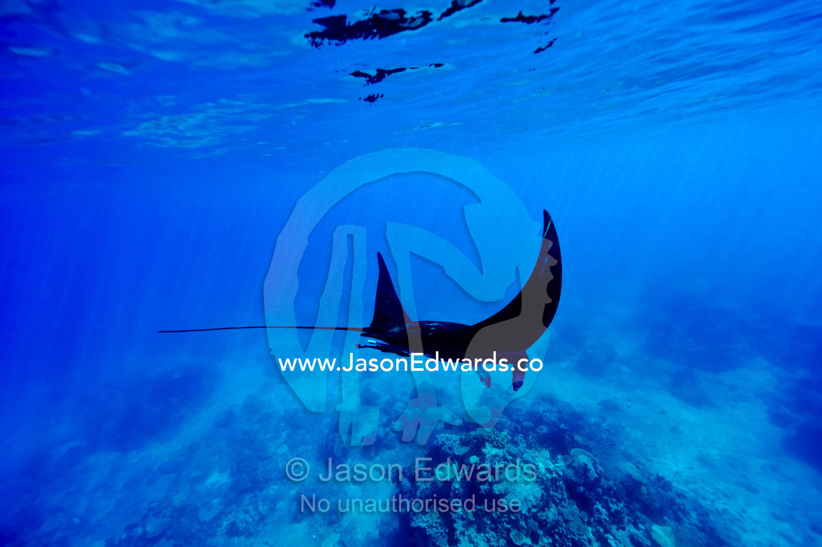 A Manta Ray glides over a reef near the surface of a tropical ocean. Rabi Island, Somosomo Strait, Pacific Ocean, Fiji Islands.