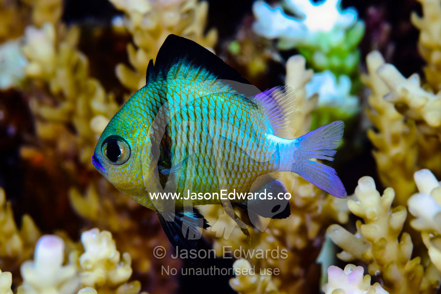 A tiny Reticulated Dascyllus swims amongst hard coral for protection. Home Reef, Taveuni Island, Somosomo Strait, Pacific Ocean, Fiji Islands.