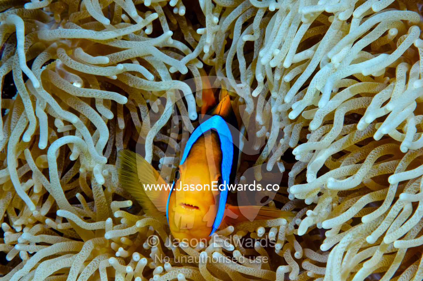 Orange-finned Anemonefish shelters in an Anemone's stinging tentacles. Home Reef, Taveuni Island, Somosomo Strait, Pacific Ocean, Fiji Islands.