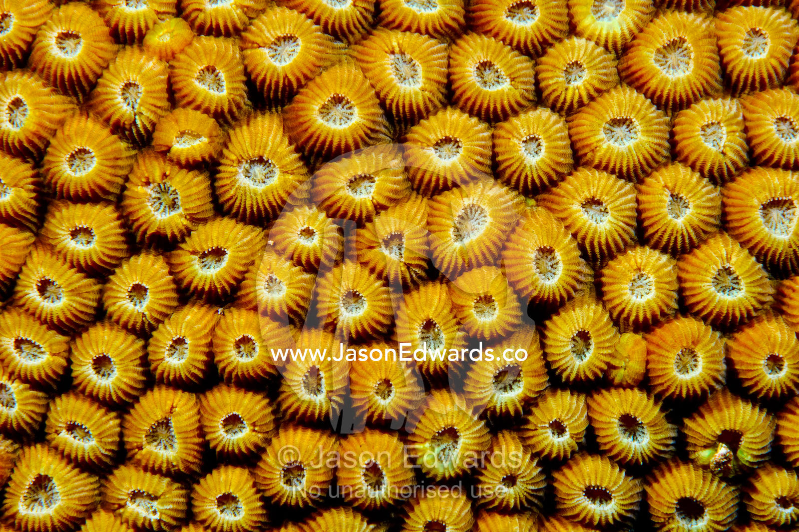 Textured bright orange ridged volcanic polyps on a Great Star Coral. Home Reef, Taveuni Island, Somosomo Strait, Pacific Ocean, Fiji Islands.