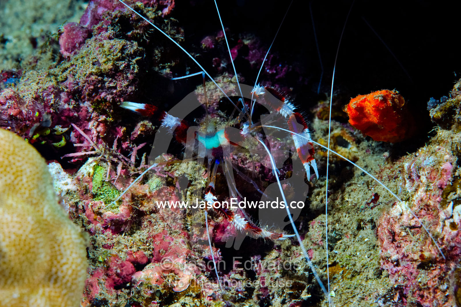 A Coral Banded Boxing Shrimp feeding on a tropical reef. Home Reef, Taveuni Island, Somosomo Strait, Pacific Ocean, Fiji Islands.