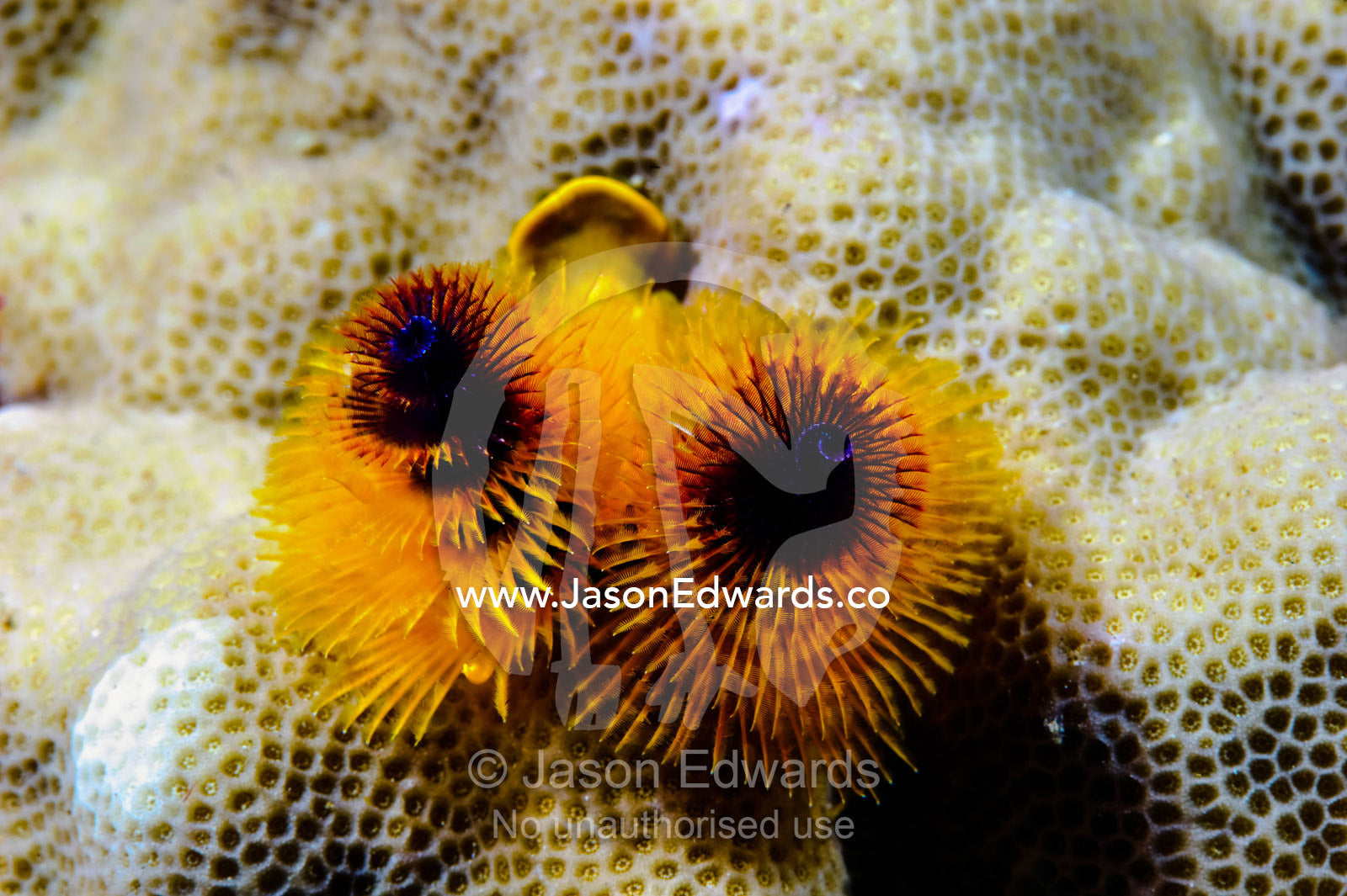Feathery orange Christmas Tree Worms feeding from a Porites coral. Home Reef, Taveuni Island, Somosomo Strait, Pacific Ocean, Fiji Islands.