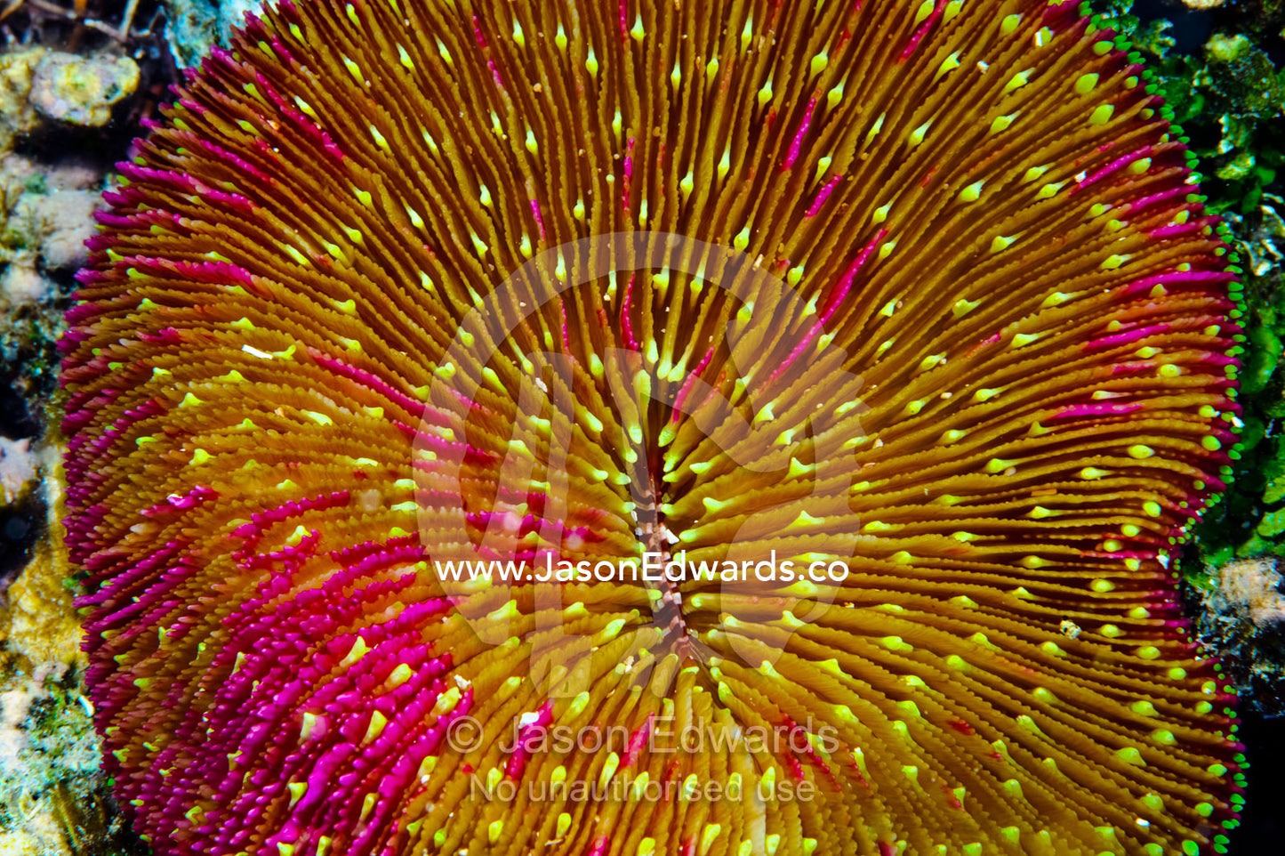 A bright pink and yellow Mushroom Coral on a tropical reef. Home Reef, Taveuni Island, Somosomo Strait, Pacific Ocean, Fiji Islands.
