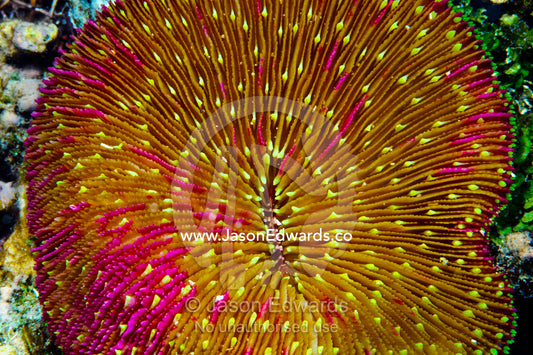 A bright pink and yellow Mushroom Coral on a tropical reef. Home Reef, Taveuni Island, Somosomo Strait, Pacific Ocean, Fiji Islands.