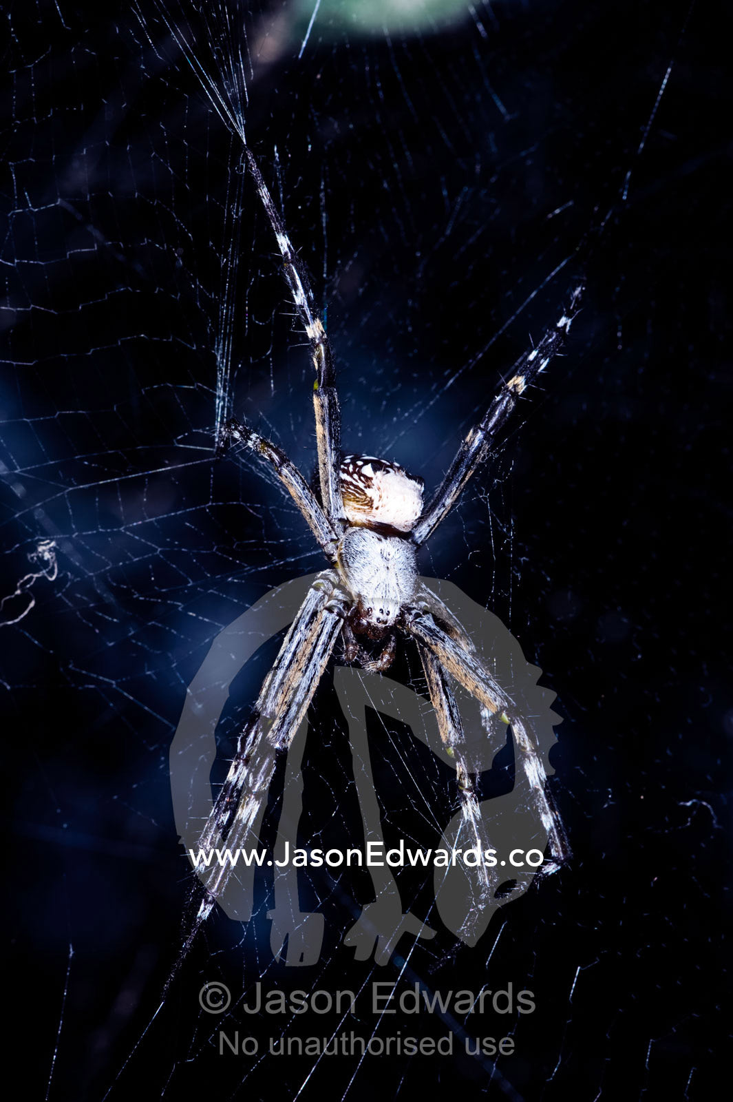 A large Fijian Golden Orb Spider perched in the centre of a silk web. Bouma Falls, Bouma National Heritage Park, Taveuni Island, Pacific Ocean, Fiji Islands.