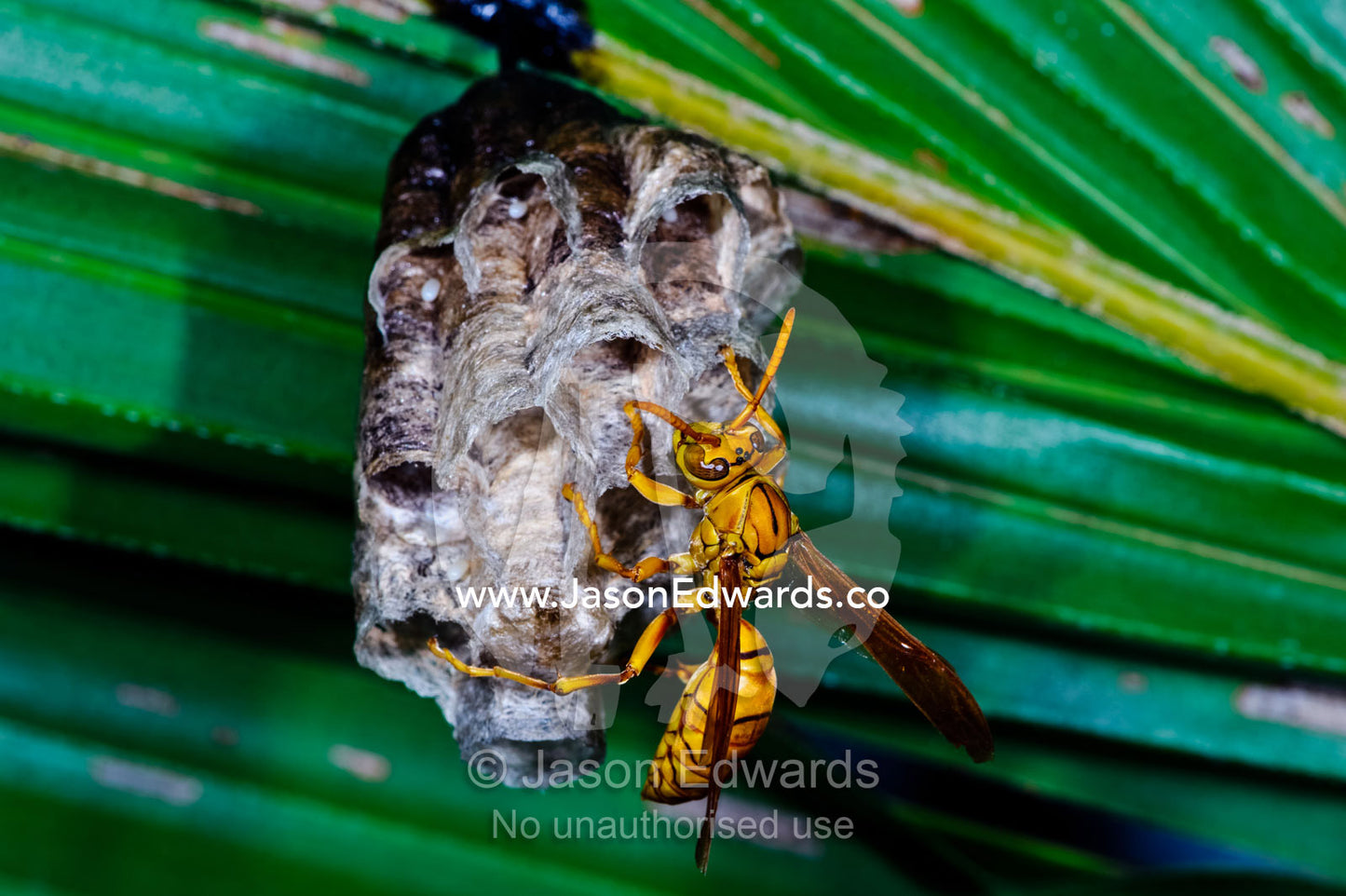 An Oriental Paper Wasp tending the brood cells of its nest in a palm. Bouma Falls, Bouma National Heritage Park, Taveuni Island, Pacific Ocean, Fiji Islands.