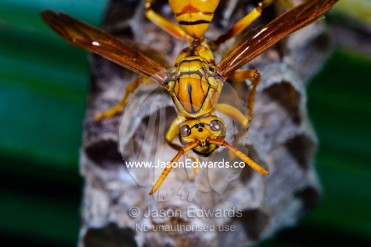 An Oriental Paper Wasp tending the brood cells of its nest in a palm. Bouma Falls, Bouma National Heritage Park, Taveuni Island, Pacific Ocean, Fiji Islands.