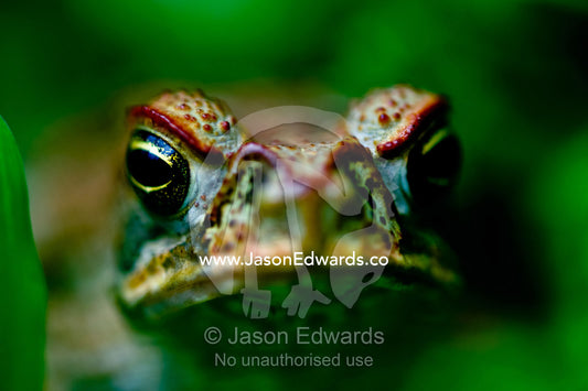 A Giant Neotropical Toad peers between the foliage with a warty face. Bouma Falls, Bouma National Heritage Park, Taveuni Island, Pacific Ocean, Fiji Islands.