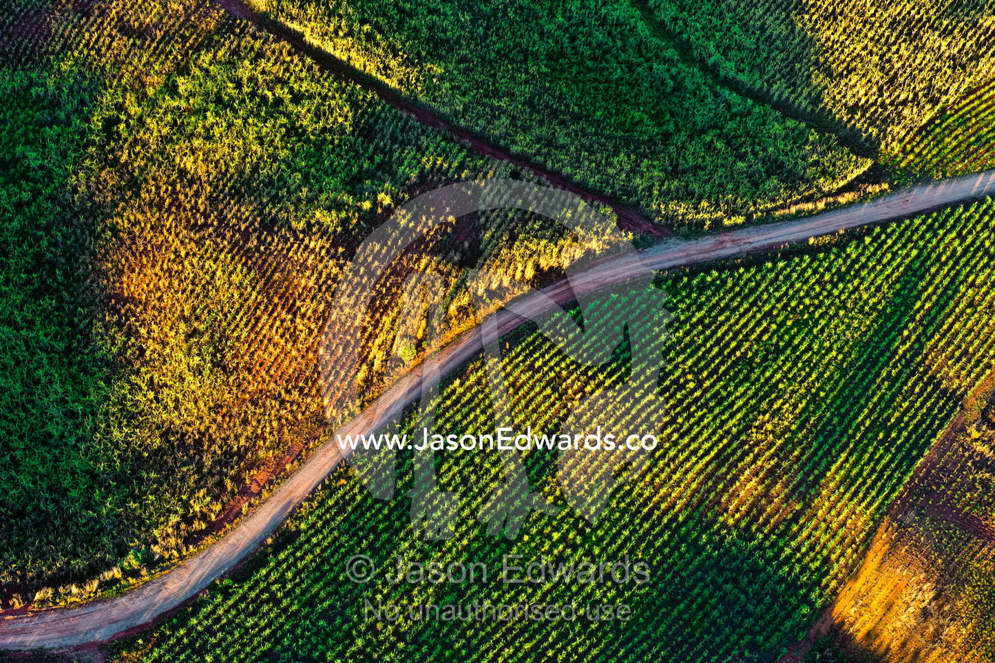 A road passing between agricultural crops in the island highlands. Nadi, Pacific Ocean, Fiji Islands.