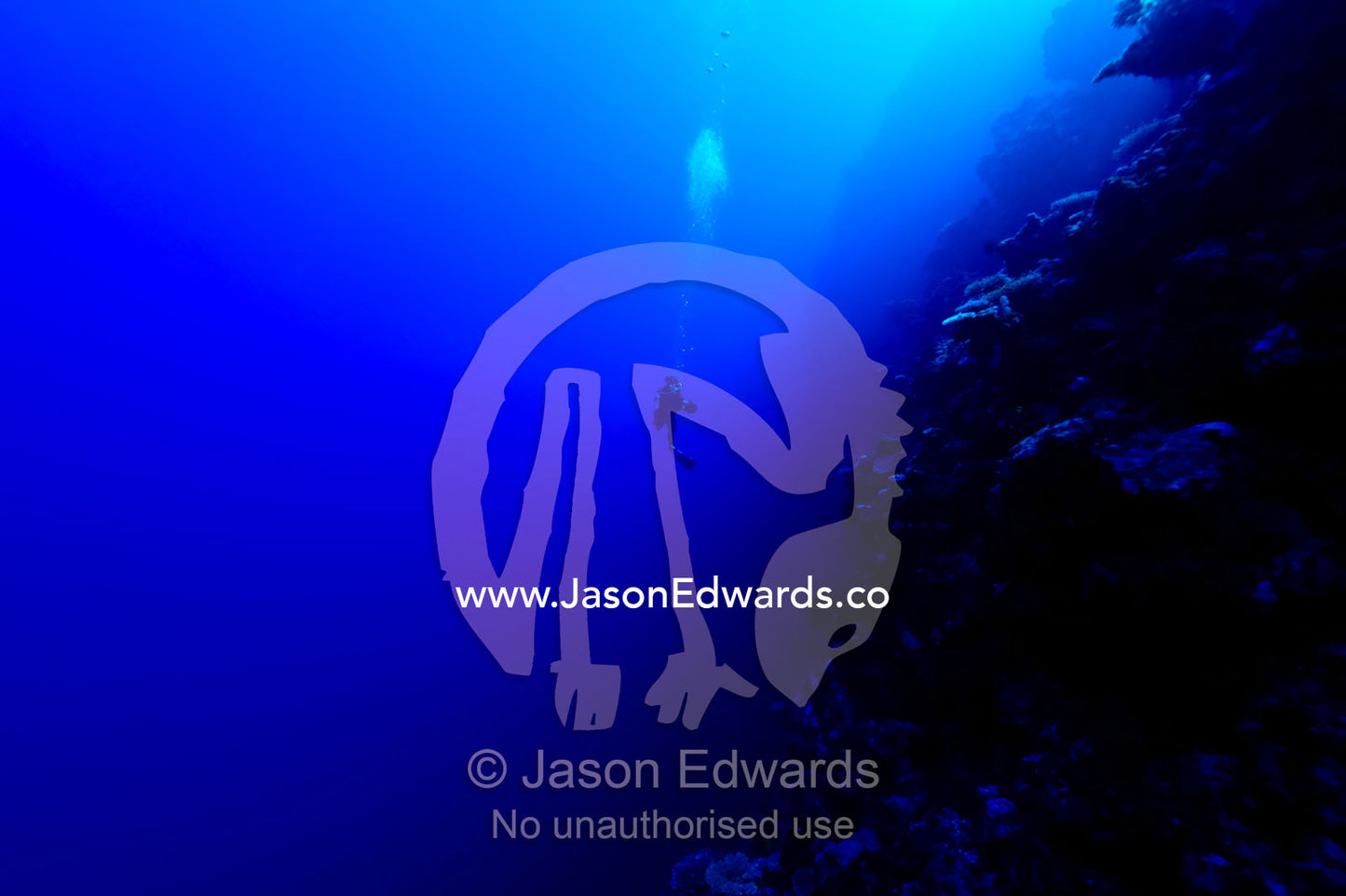 A scuba diver descends down a deep ocean reef wall into the abyss. Kokod Point, Ringgold Isles Archipelago, Pacific Ocean, Fiji Islands.