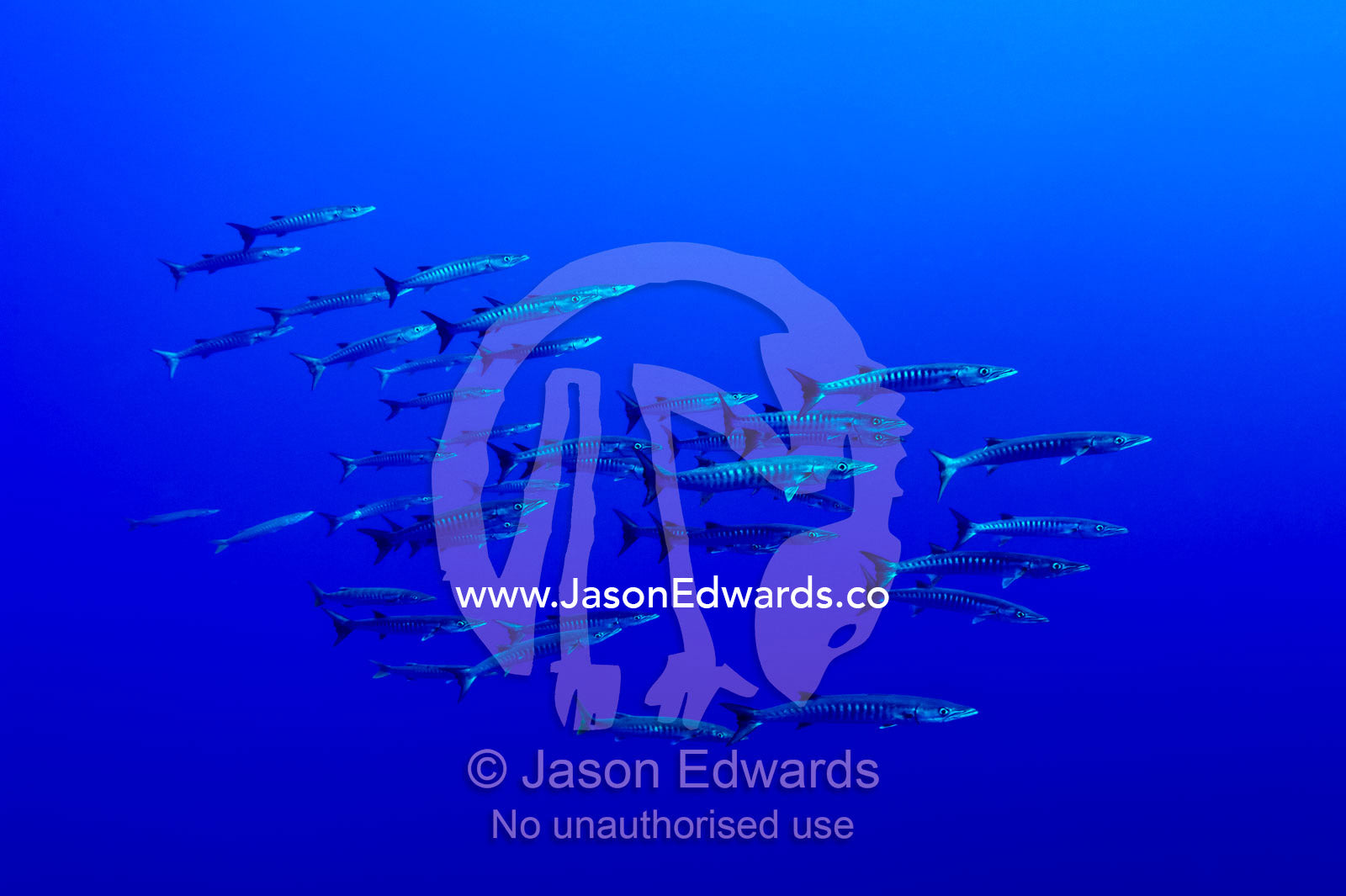 A shoal of predatory Barracuda move in unison along a deep sea wall. Kokod Point, Ringgold Isles Archipelago, Pacific Ocean, Fiji Islands.