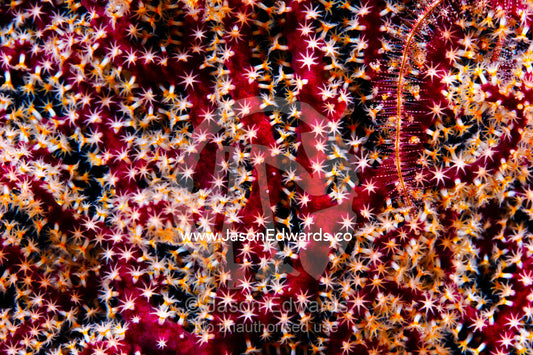 A red Gorgonian coral feeding at night with its polyps open. Home Reef, Taveuni Island, Somosomo Strait, Pacific Ocean, Fiji Islands.