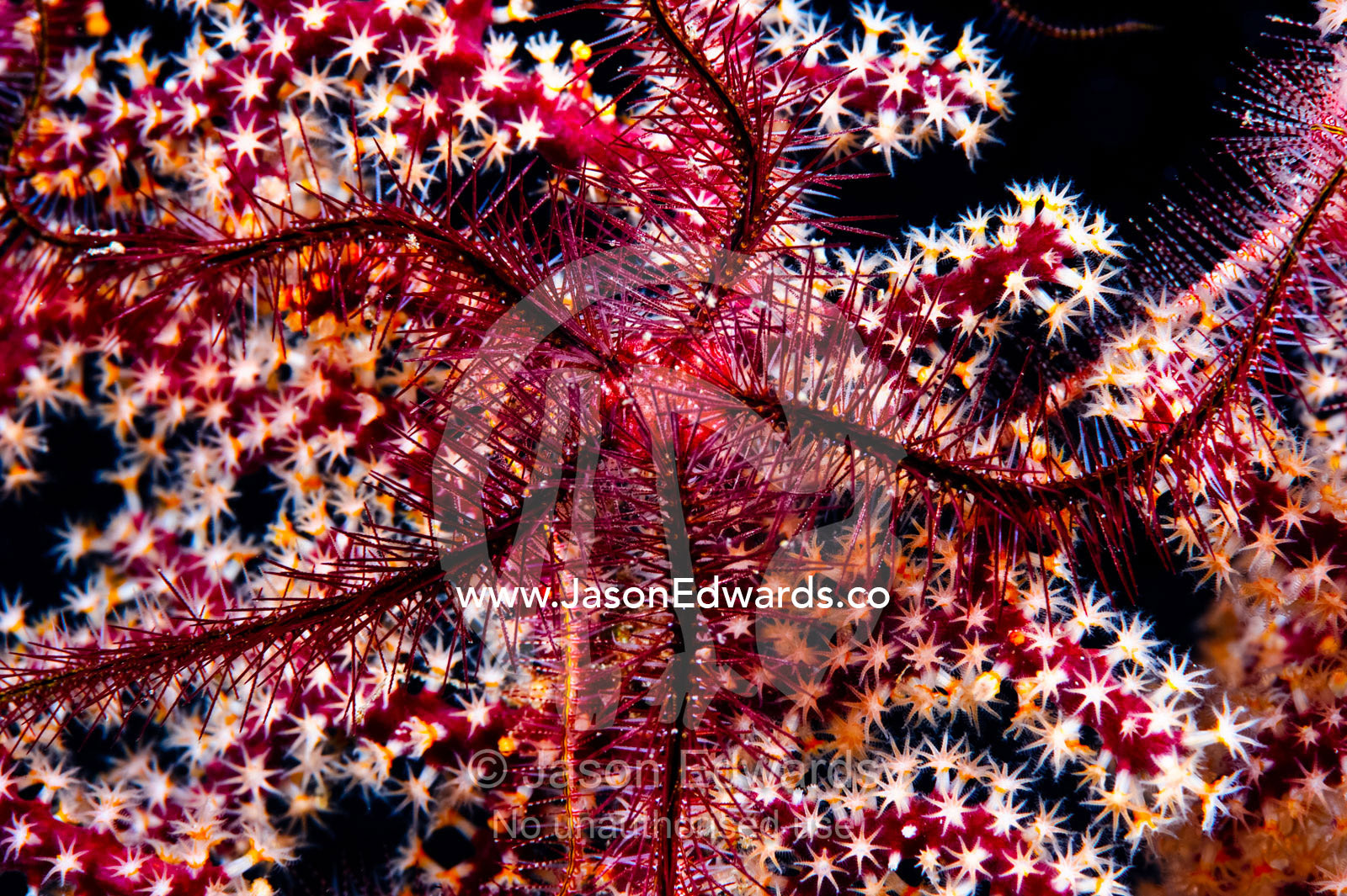 A Brittle Star on a feeding Red Gorgonian coral with open polyps. Home Reef, Taveuni Island, Somosomo Strait, Pacific Ocean, Fiji Islands.