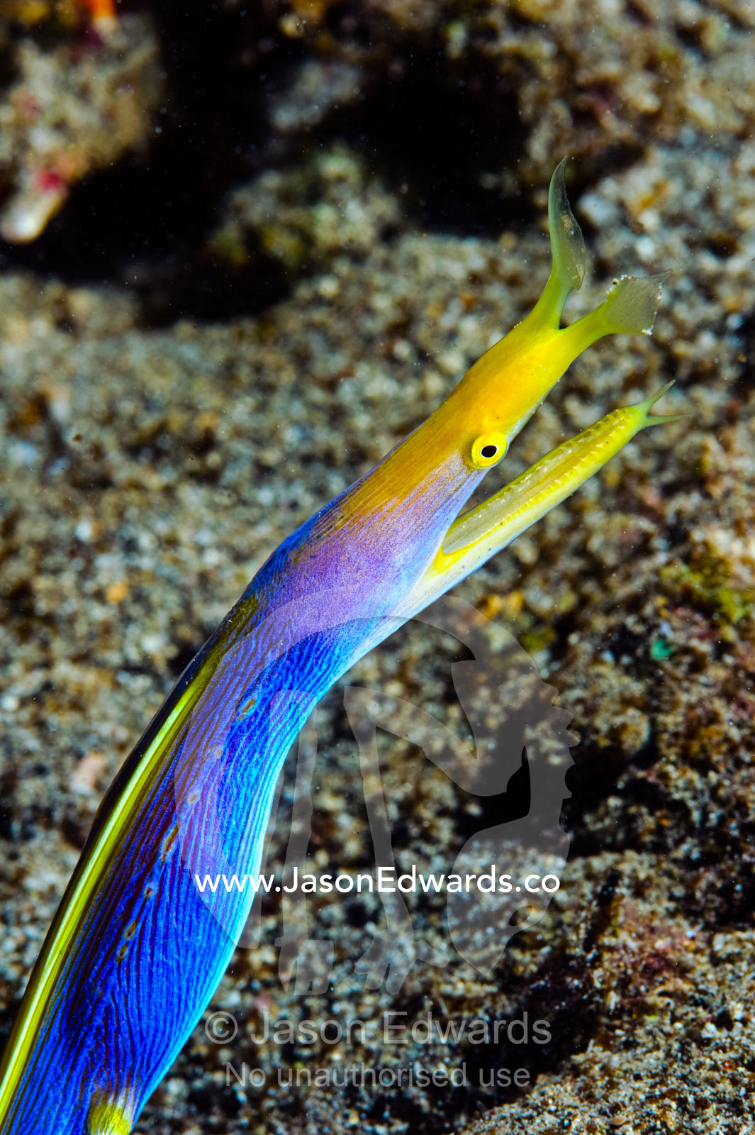 A Blue Ribbon Eel, Rhinomuraena quaesita, in its burrow below a reef. Home Reef, Taveuni Island, Somosomo Strait, Pacific Ocean, Fiji Islands.