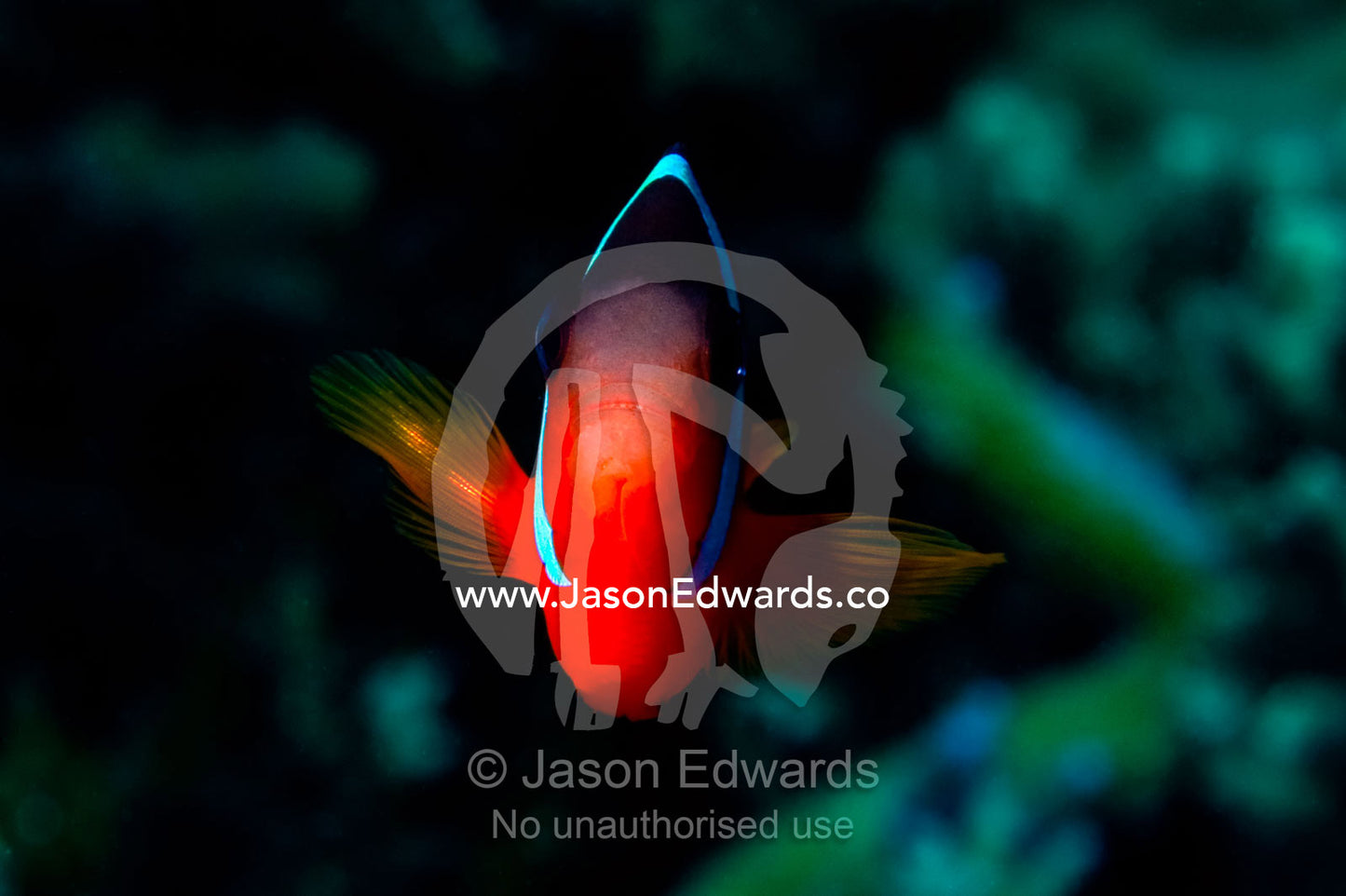 A Cinnamon Clownfish boldly strays from the shelter of a coral reef. Home Reef, Taveuni Island, Somosomo Strait, Pacific Ocean, Fiji Islands.