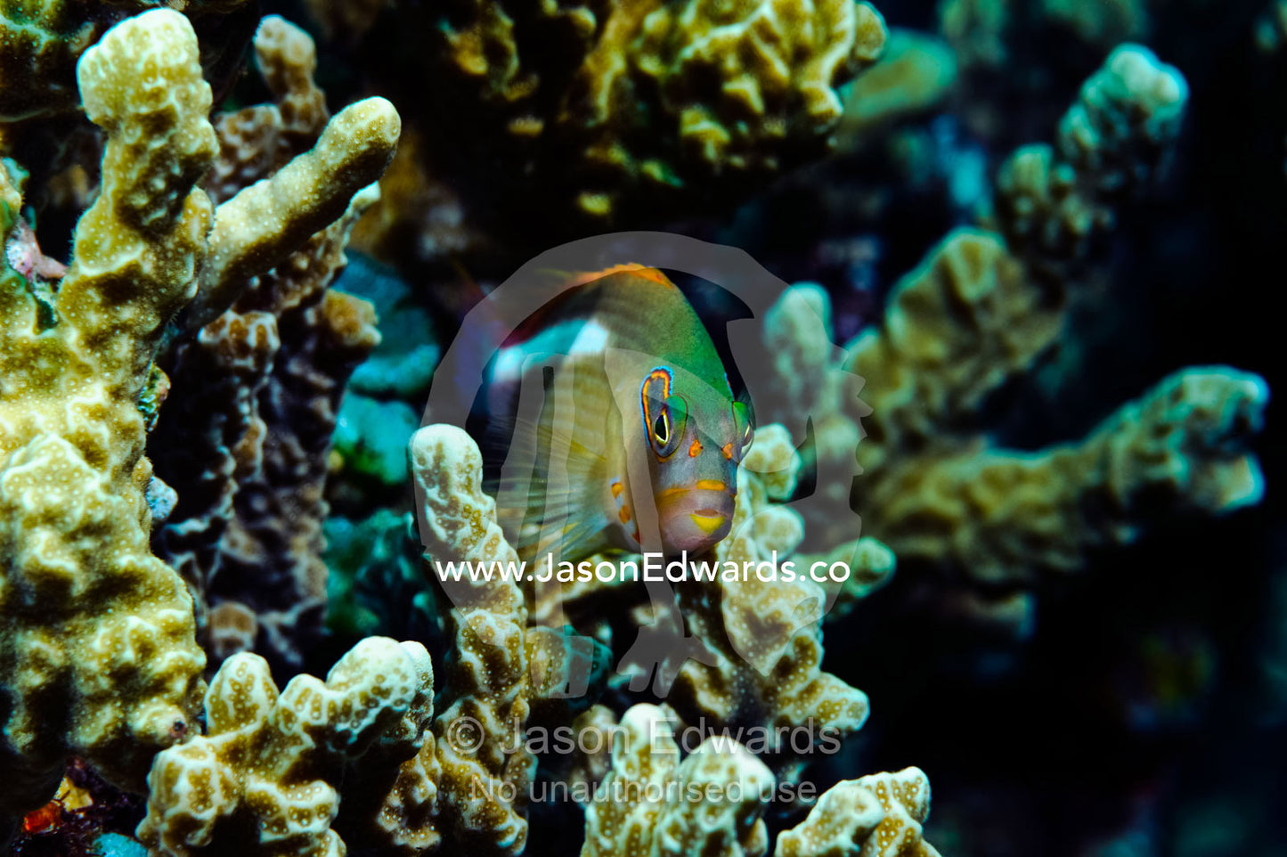 A colorful Wrasse takes shelter between the stalks of a coral reef. Home Reef, Taveuni Island, Somosomo Strait, Pacific Ocean, Fiji Islands.