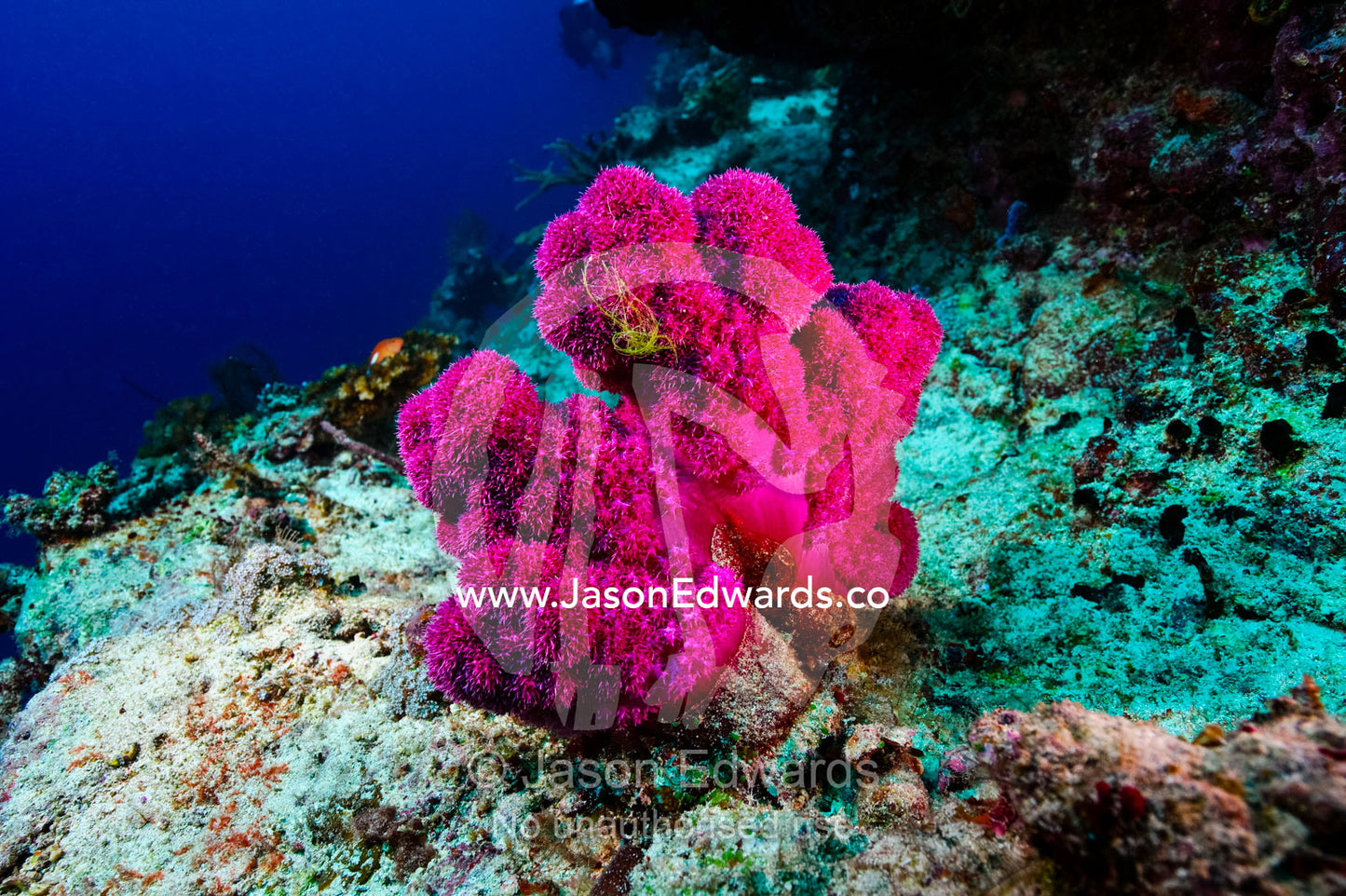 A branching pink Tree Coral perched on a deep sea shelf on a reef. Vuna Reef, Taveuni Island, Somosomo Strait, Pacific Ocean, Fiji Islands.