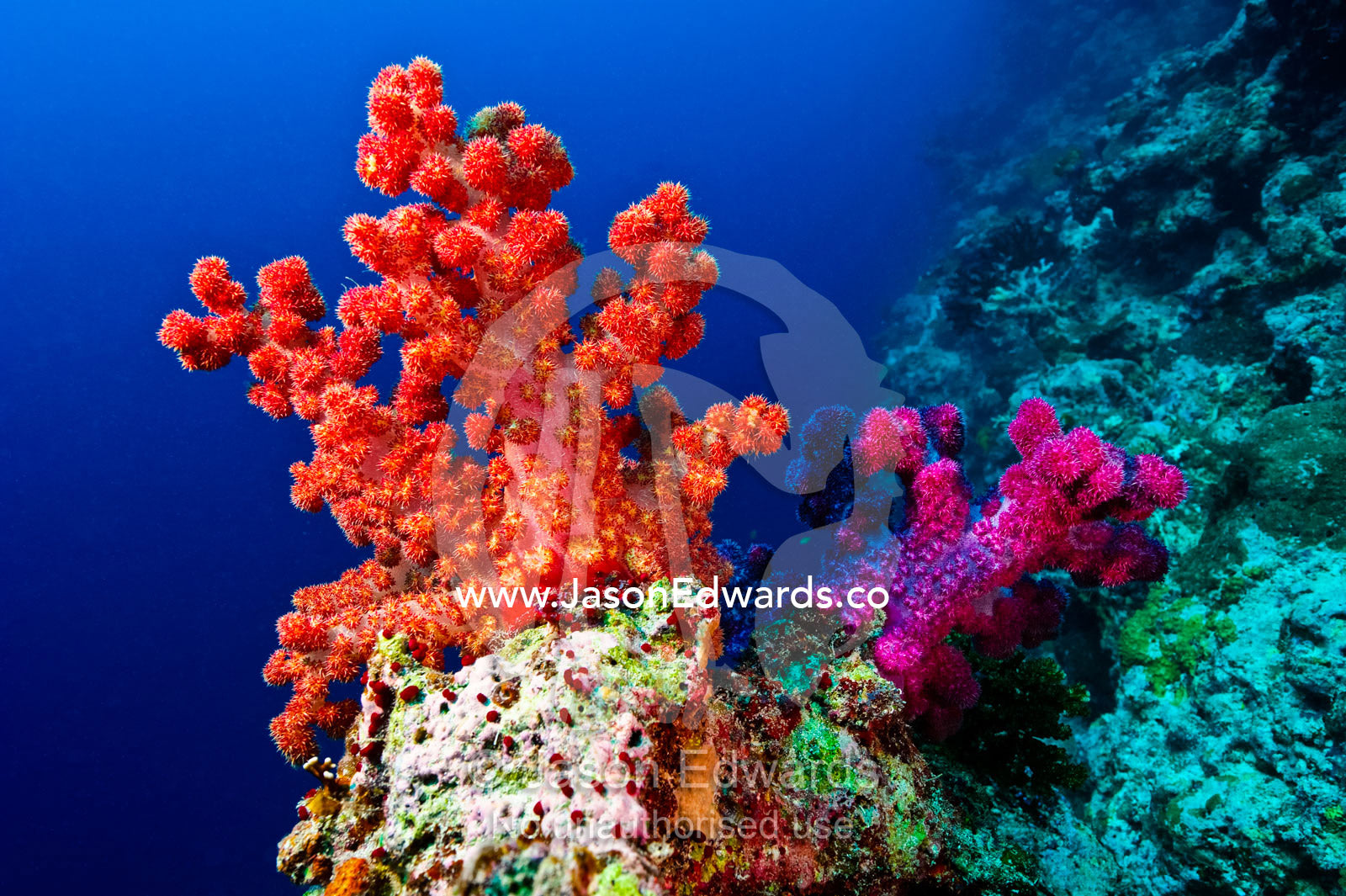 A branching orange and purple Tree Coral perched on a shelf on a reef. Vuna Reef, Taveuni Island, Somosomo Strait, Pacific Ocean, Fiji Islands.