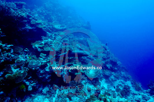 A pair of Whitetip Reef Sharks patrolling as coral reef wall for prey. Orgasm Reef, Vuna Reef, Taveuni Island, Somosomo Strait, Pacific Ocean, Fiji Islands.
