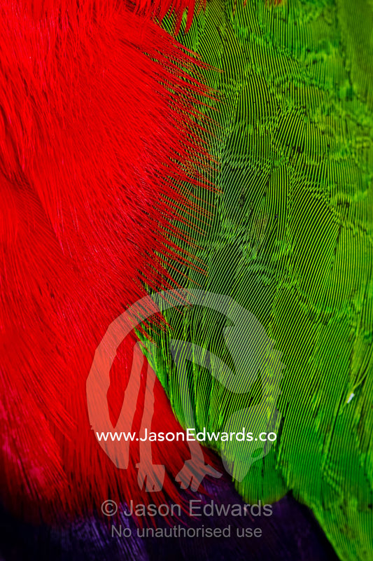 Detail of the colorful breast and wing feathers of a Collared Lory. Taveuni Island, Pacific Ocean, Fiji Islands.