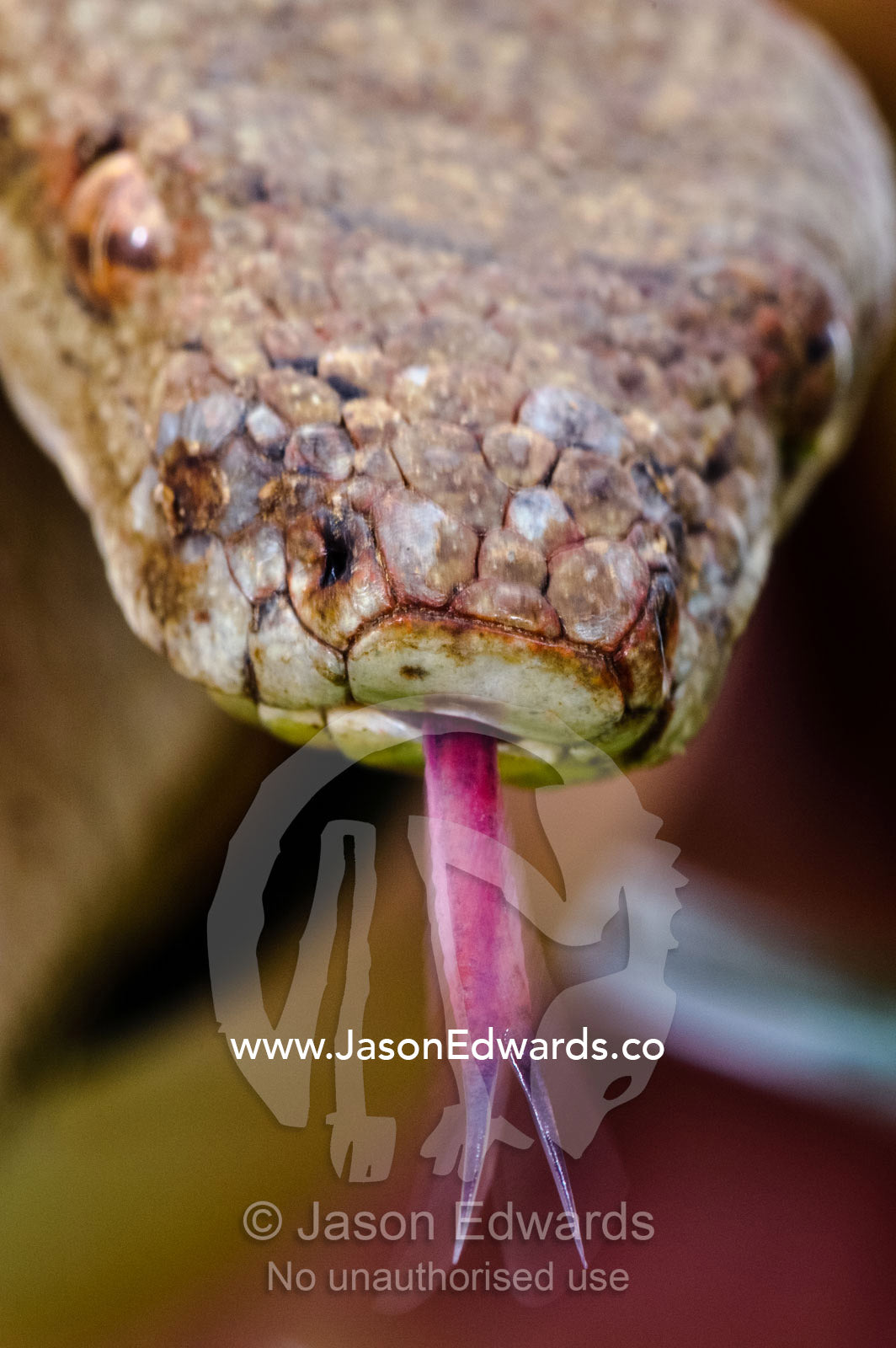 A Fiji Boa extends its forked tongue to detect scents on the air. Taveuni Island, Pacific Ocean, Fiji Islands.