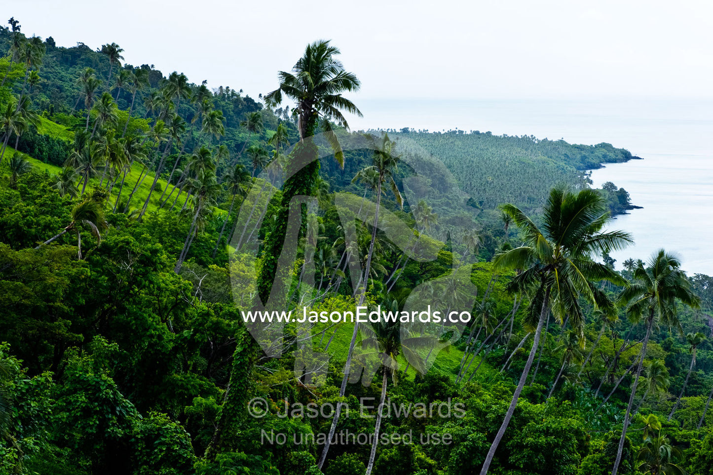 Farmland and palm tree plantations on a forested tropical island. Taveuni Island, Pacific Ocean, Fiji Islands.