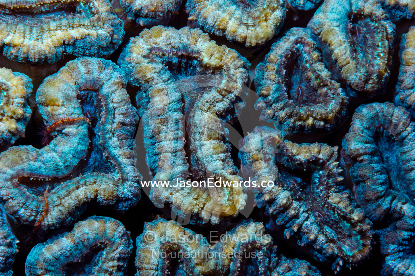 The hard textured cells of a False Brain Coral, Mussidae, on a reef. Home Reef, Taveuni Island, Pacific Ocean, Fiji Islands.