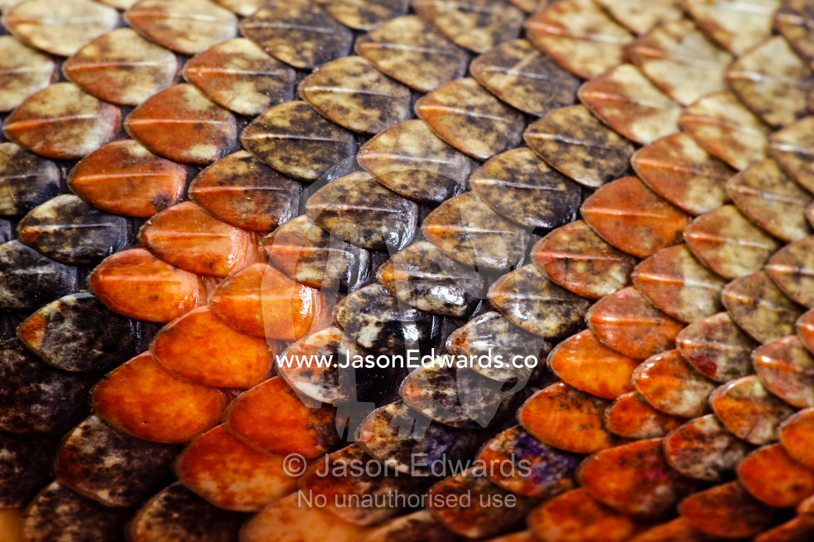 The overlapping leathery scales of a Fiji Boa prevent water loss. Taveuni Island, Pacific Ocean, Fiji Islands.