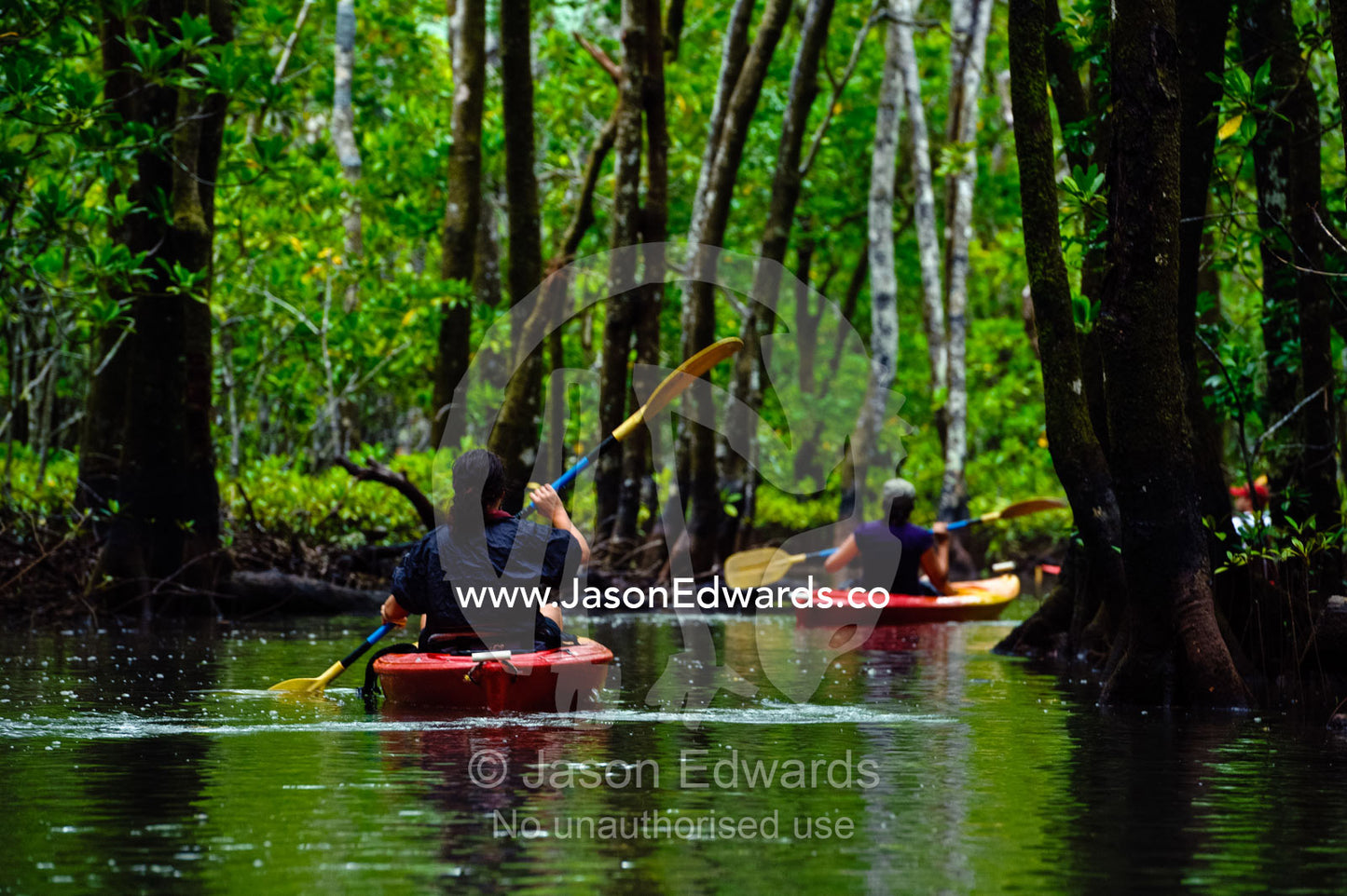 Kayaking through the Naiviivi mangroves. Naiviivi Mangroves, Qamea Island, Pacific Ocean, Fiji Islands.