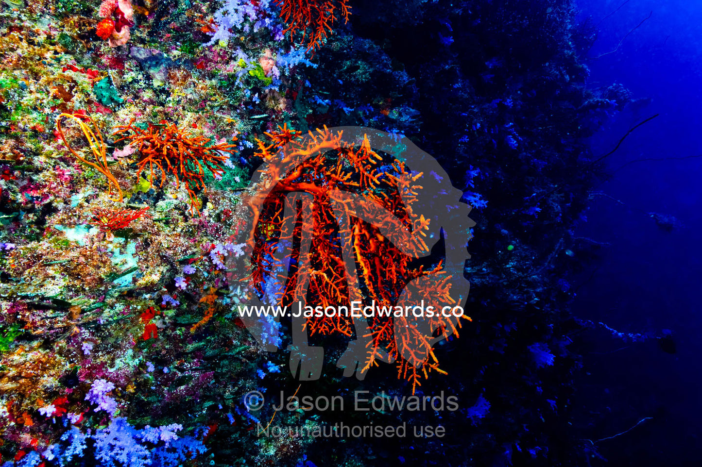 An orange Sea Fan colony clinging to a coral reef wall. Great White Wall, Rainbow Reef, Taveuni Island, Somosomo Strait, Pacific Ocean, Fiji Islands.