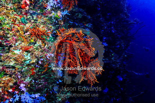 An orange Sea Fan colony clinging to a coral reef wall. Great White Wall, Rainbow Reef, Taveuni Island, Somosomo Strait, Pacific Ocean, Fiji Islands.