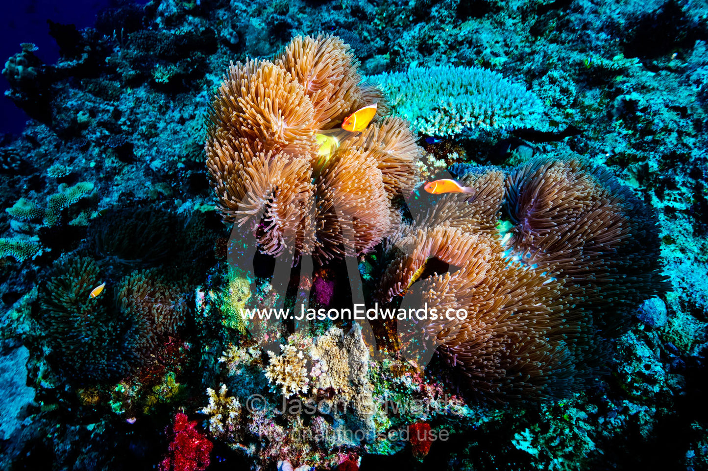 A pair of pink anemonefish amongst sea anemone tentacles for safety. Great White Wall, Rainbow Reef, Taveuni Island, Somosomo Strait, Pacific Ocean, Fiji Islands.
