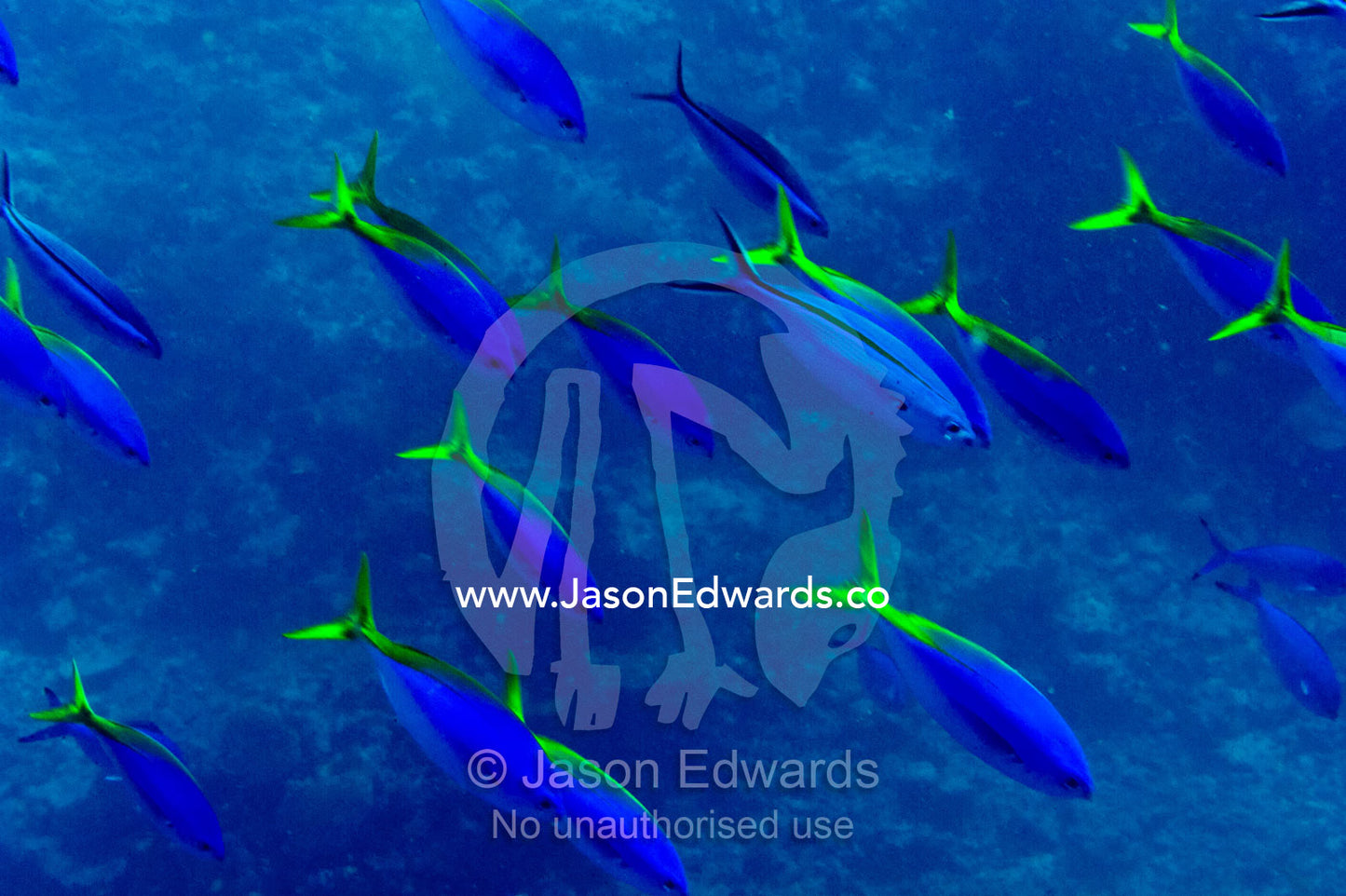 A shoal of Yellow Fusilier fish swim in unison down a coral reef wall. Rainbows End, Rainbow Reef, Taveuni Island, Somosomo Strait, Pacific Ocean, Fiji Islands.