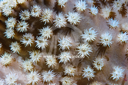 A delicate Snowflake Coral feeding with its polyps extended. Home Reef, Taveuni Island, Somosomo Strait, Pacific Ocean, Fiji Islands.