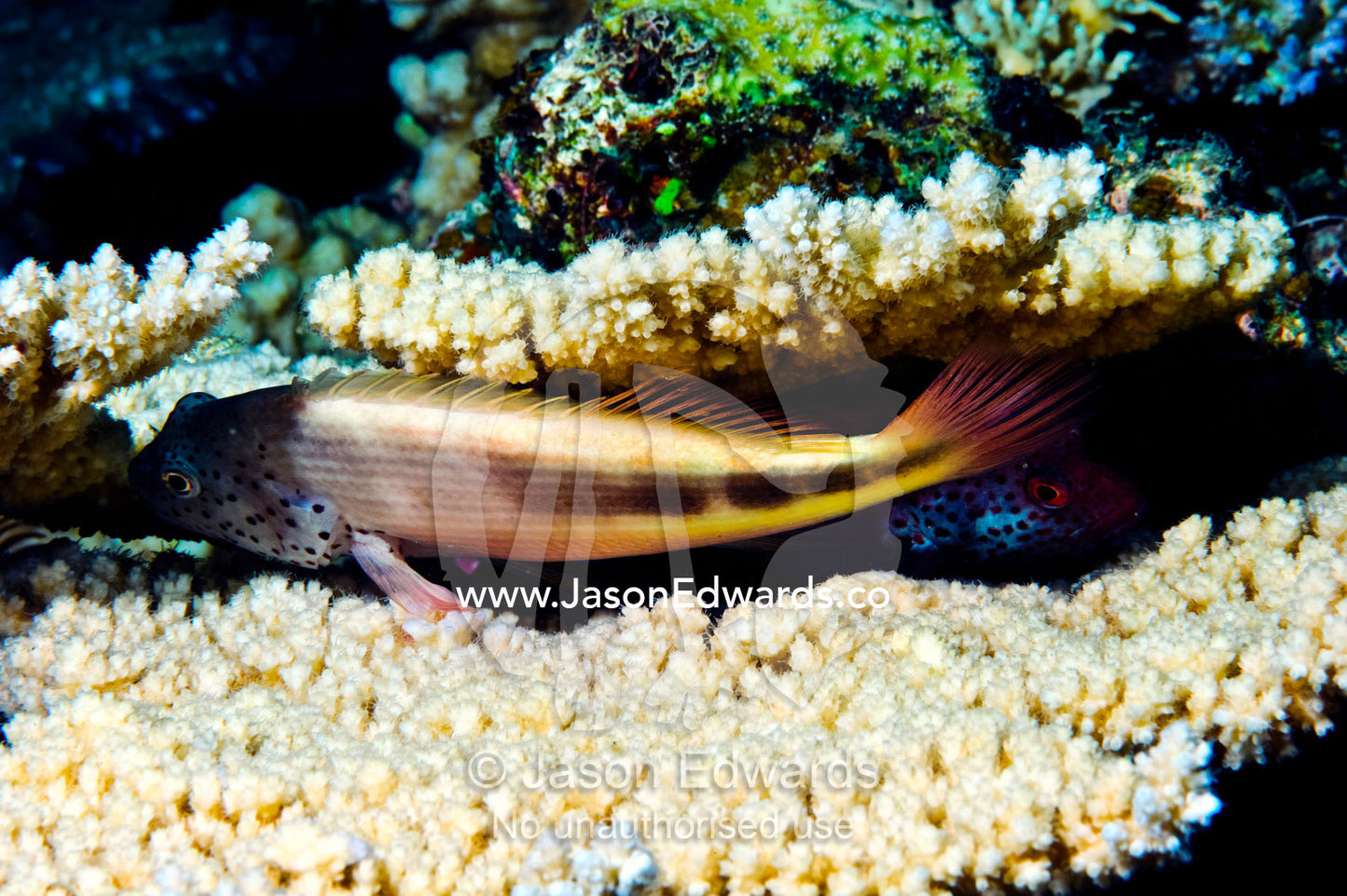 Pink Hawkfish shelter between plate corals for protection at night. Home Reef, Taveuni Island, Somosomo Strait, Pacific Ocean, Fiji Islands.