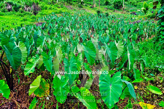 A crop of Taro plants, locally known as Dalo, with lush green fronds. Bouma Falls, Bouma National Heritage Park, Taveuni Island, Pacific Ocean, Fiji Islands.
