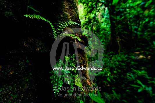 A colony of fern fronds emerge from a tree trunk in a lush rainforest. Bouma Falls, Bouma National Heritage Park, Taveuni Island, Pacific Ocean, Fiji Islands.
