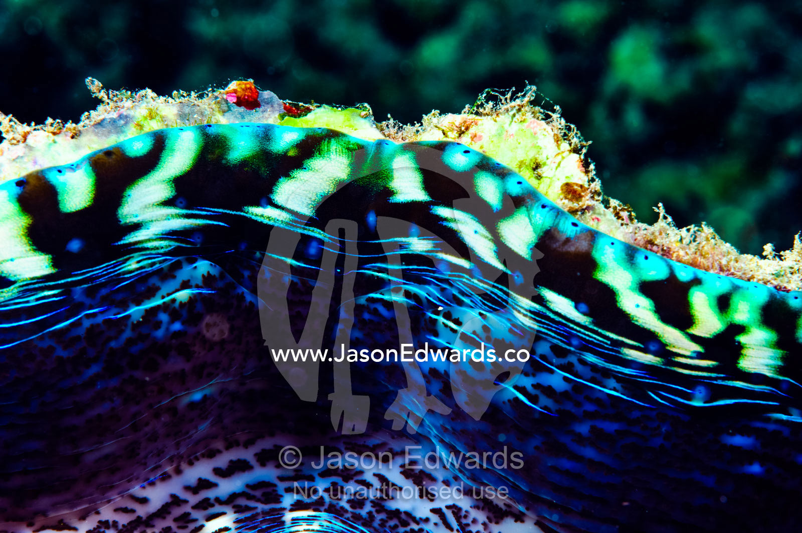 The fleshy iridescent neon green mosaic of the lip of a Giant Clam. Waitabu Marine Park, Taveuni Island, Pacific Ocean, Fiji Islands.