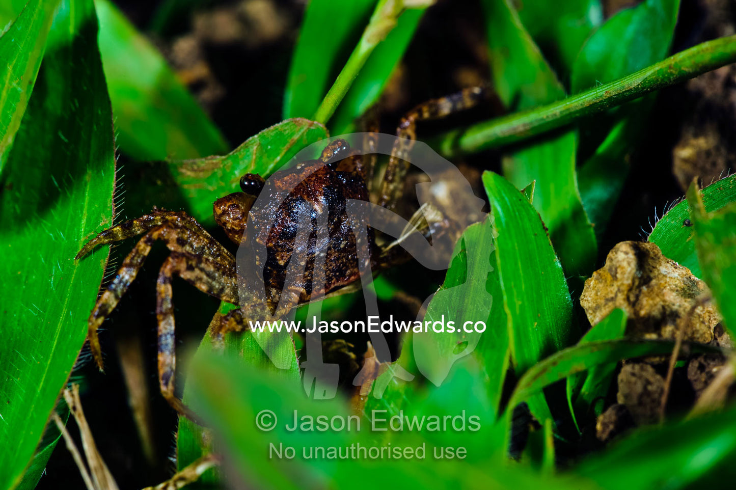 A Land Crab emerges from its burrow to forage between grass stalks. Bouma Falls, Bouma National Heritage Park, Taveuni Island, Pacific Ocean, Fiji Islands.