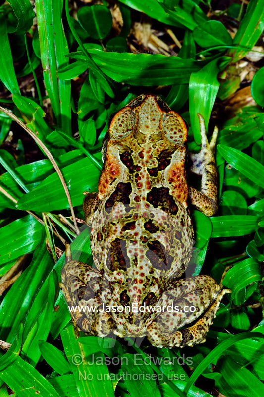 Ornate skin patterns on a Giant Neotropical Toad surrounded by grass. Bouma Falls, Bouma National Heritage Park, Taveuni Island, Pacific Ocean, Fiji Islands.