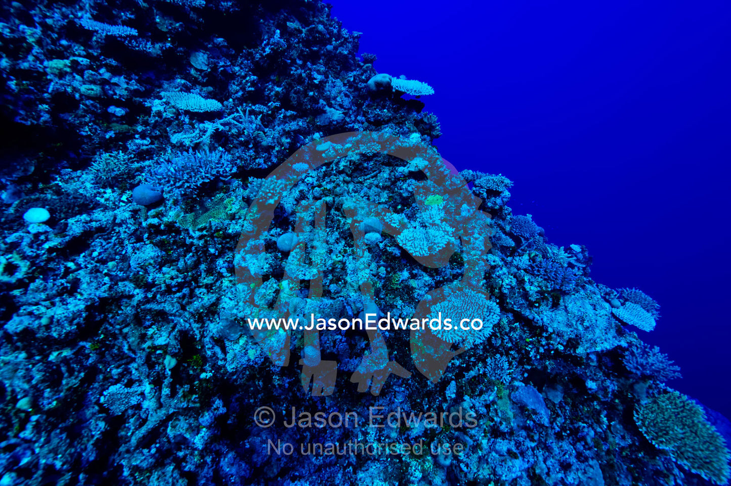 A coral reef colony covers a deep sea wall over an abyss. Kokod Point, Ringgold Atolls, Pacific Ocean, Fiji Islands.