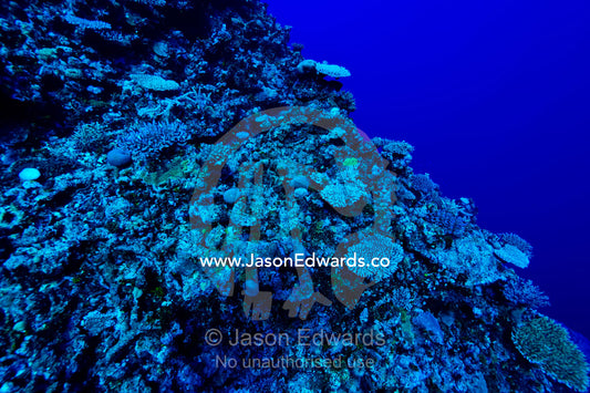 A coral reef colony covers a deep sea wall over an abyss. Kokod Point, Ringgold Atolls, Pacific Ocean, Fiji Islands.